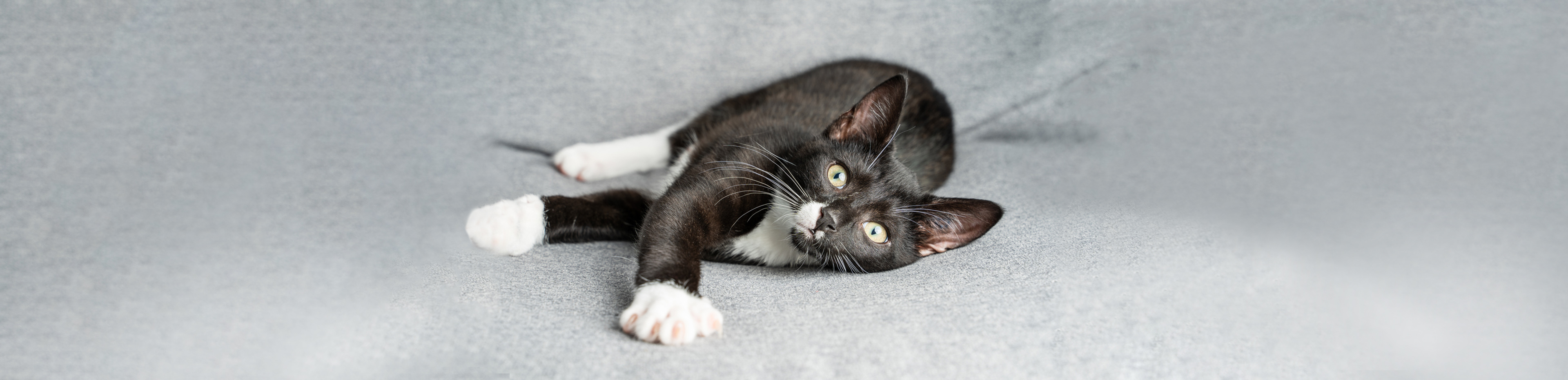 black cat lying down on blanket